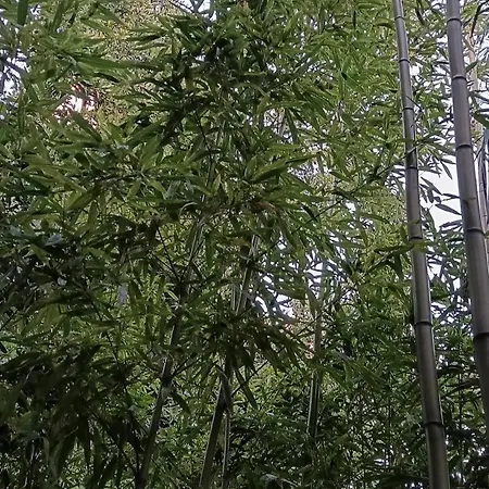 Bamboo Oasis With Terrace In The Garden And Free Parking, * רייקה